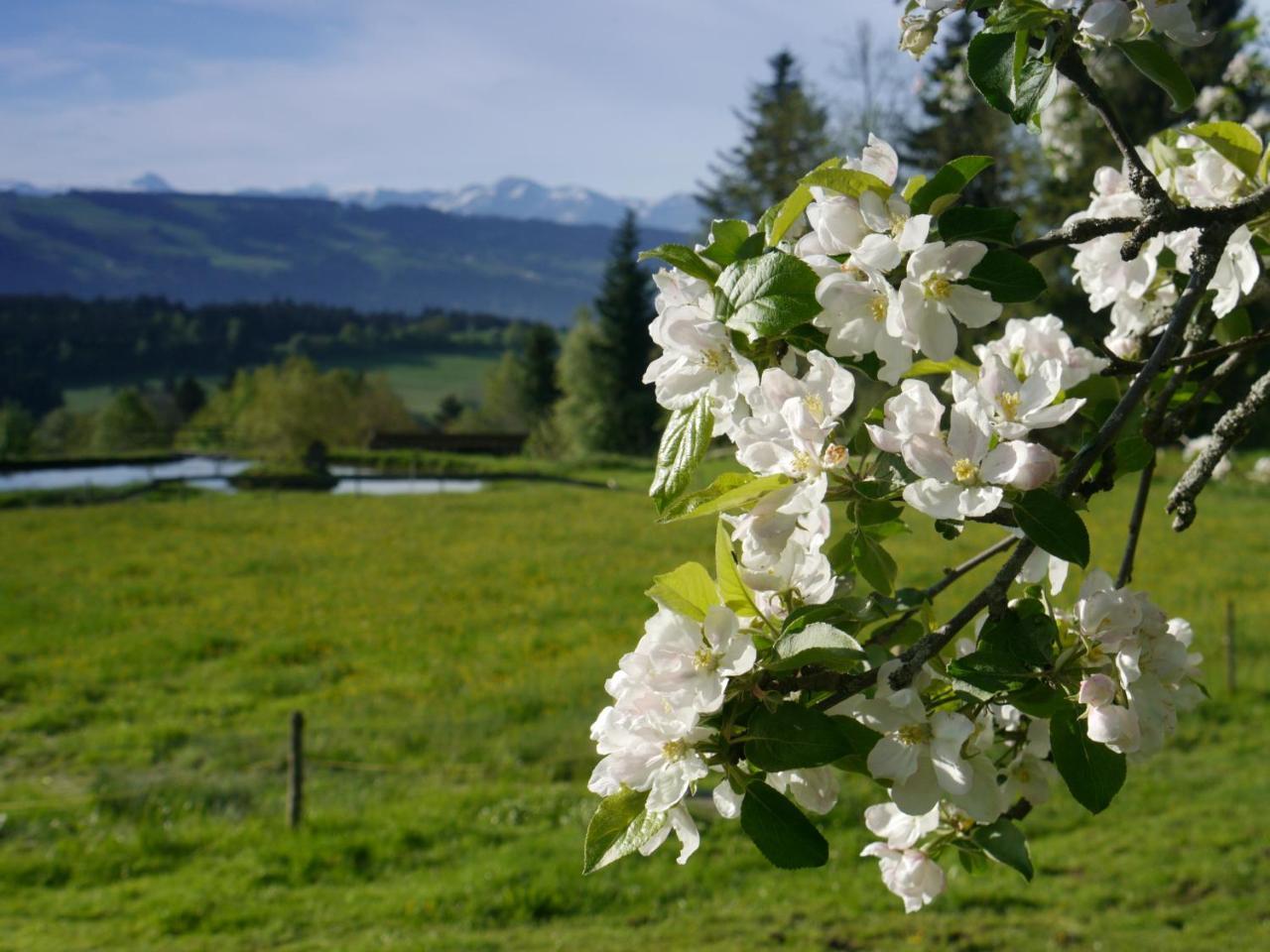 Hotel Alpenrose Gut Schlafen & Fruehstuecken シャイデック エクステリア 写真